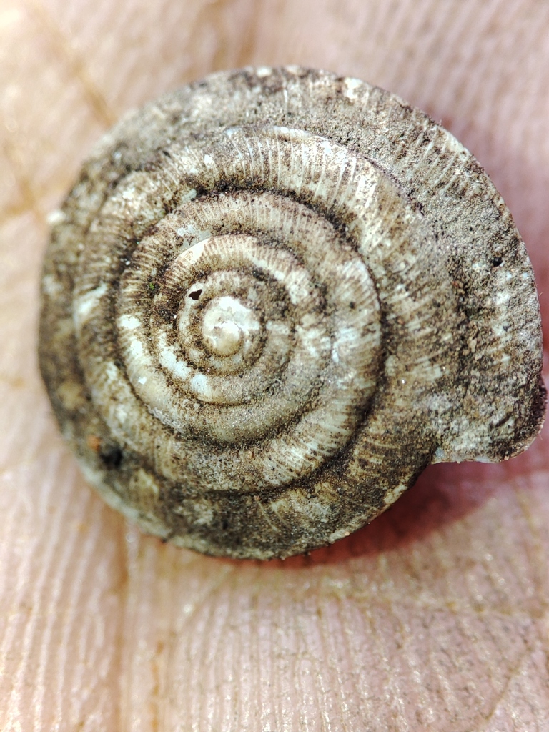 Oestophora prietoi