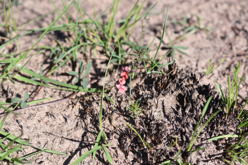 Grass Indigo (Indigofera disticha)