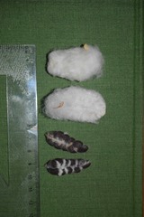 Gossypium barbadense