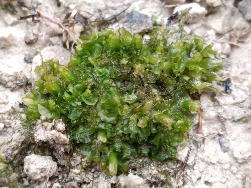 Moerckia flotoviana, 2026-02-25