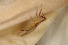 Ditaxis meridiei