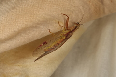 Ditaxis meridiei