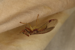 Ditaxis meridiei