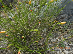 Menodora