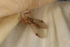 Ditaxis meridiei