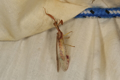 Ditaxis meridiei