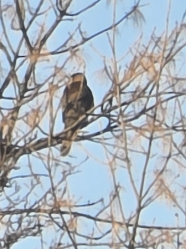 Cooper's Hawk