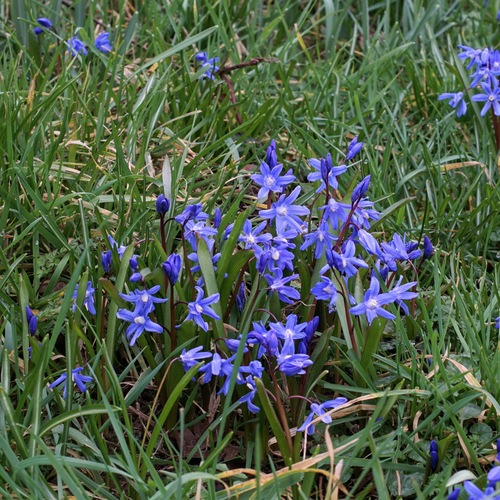 Lesser Glory-of-the-snow (Scilla sardensis)