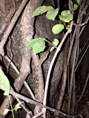 Trimorphodon quadruplex