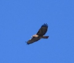 Buteo jamaicensis