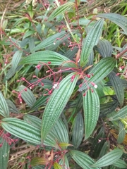 Miconia mulleola