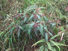 Miconia mulleola
