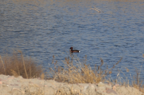 Ferruginous Duck