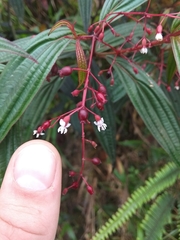 Miconia mulleola