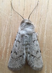 Euxoa catenula