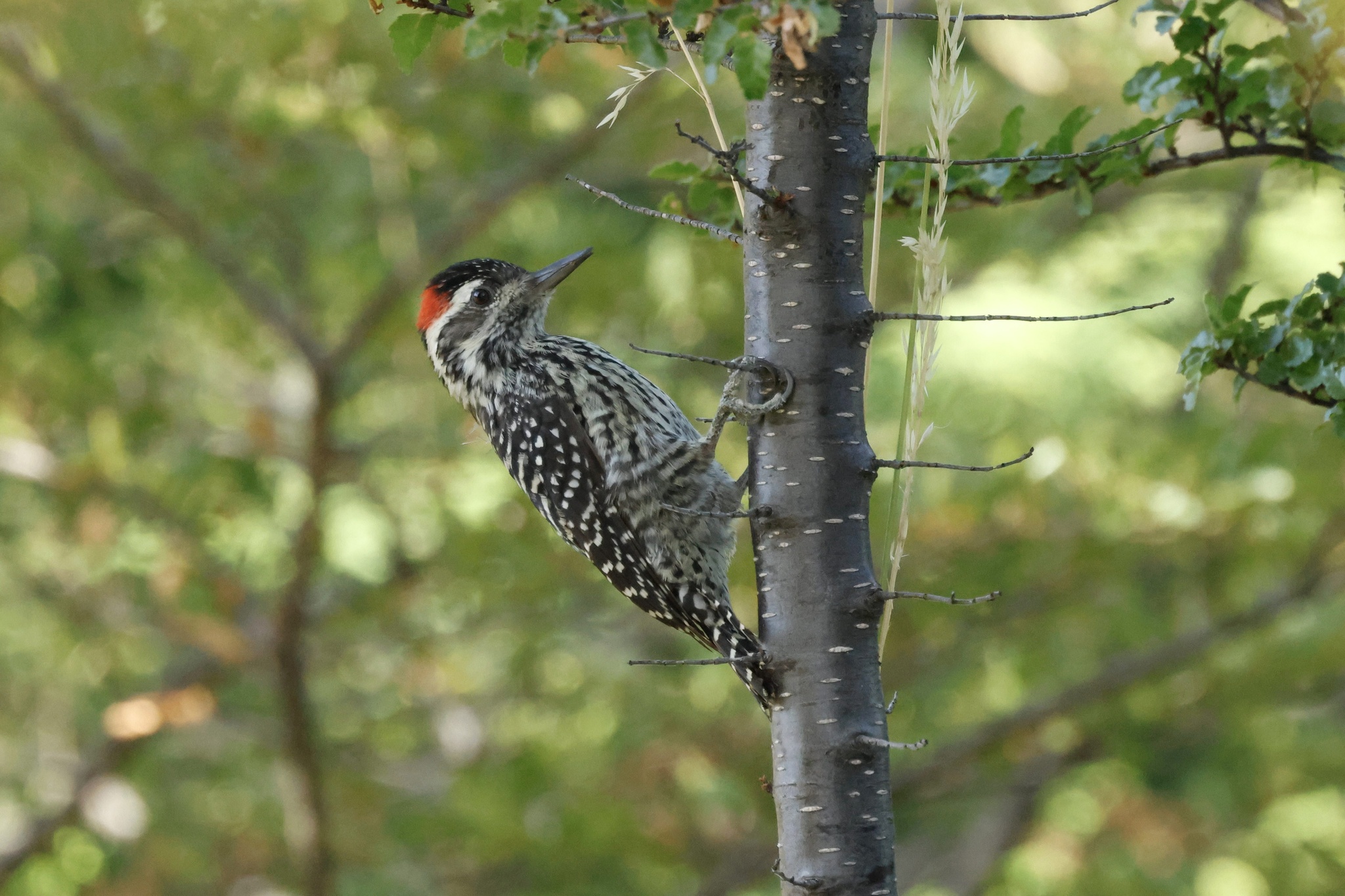 Striped Woodpecker (Veniliornis lignarius), photo 9