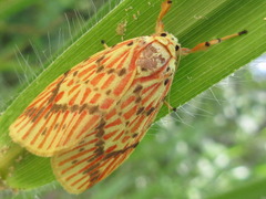 Barsine striata