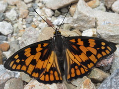 Sephisa princeps
