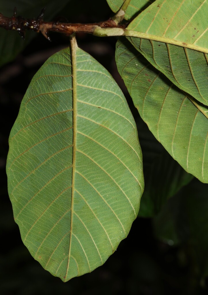 Doliocarpus macrocarpus