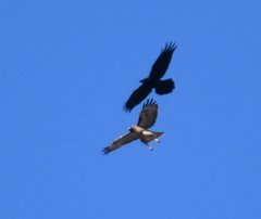Buteo jamaicensis
