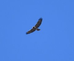 Buteo jamaicensis