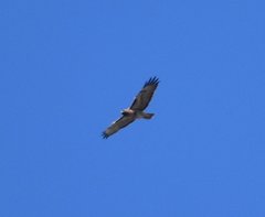 Buteo jamaicensis