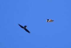 Buteo jamaicensis