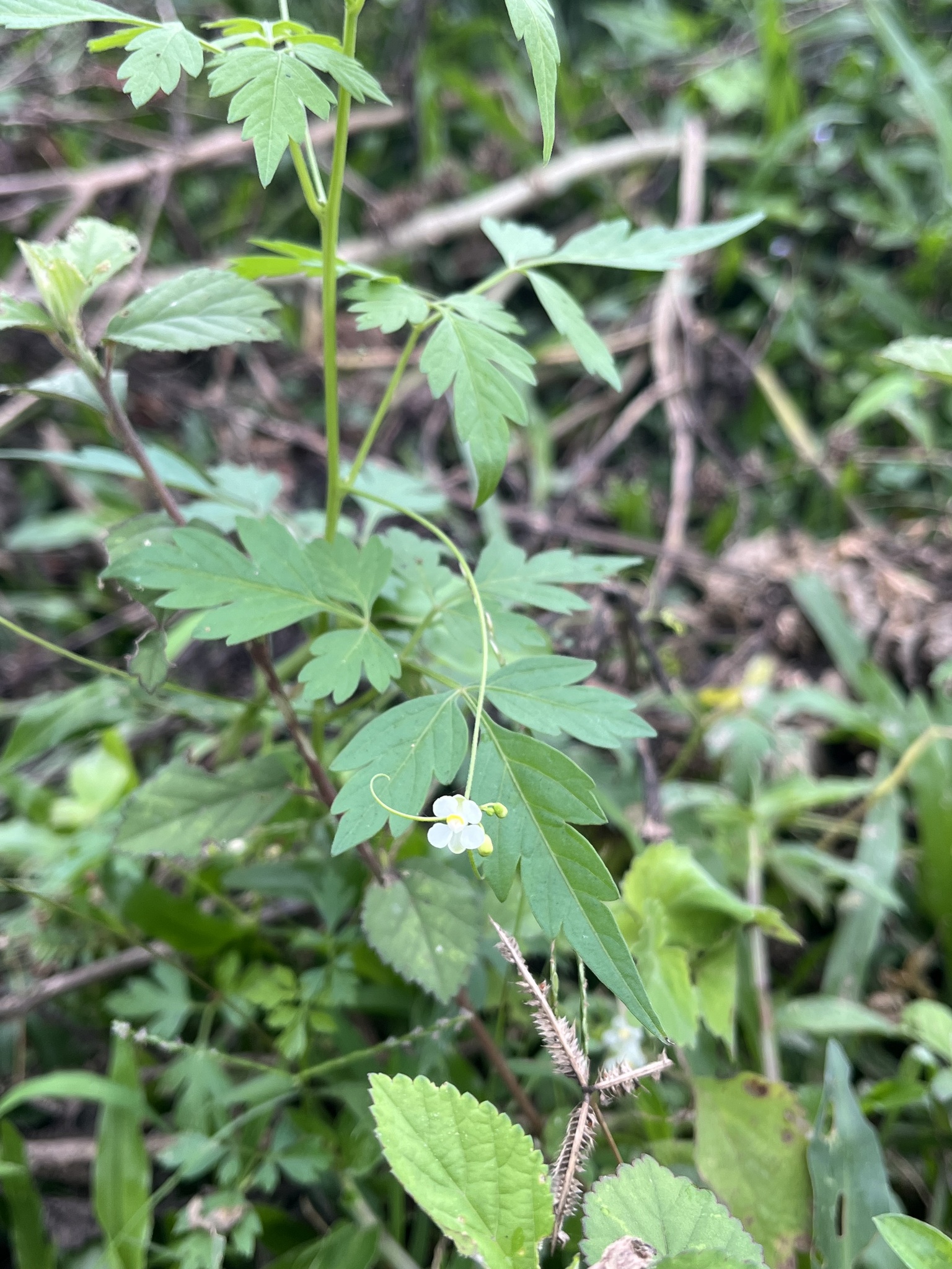 Cardiospermum halicacabum — ảnh 2