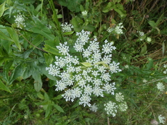 Daucus carota