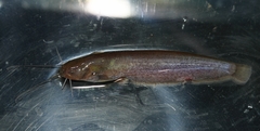 Long-Haired Catfish photo 1