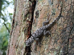 Sceloporus lundelli