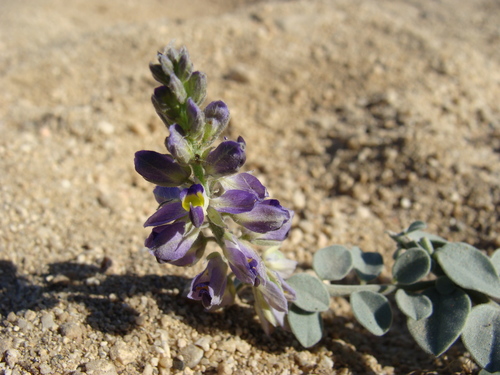 Image of Polygala xanti by (c) Alexis López Hernández, some rights reserved (CC BY)