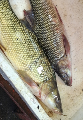 Longspine scraper (Capoeta trutta) — Cyprinidae