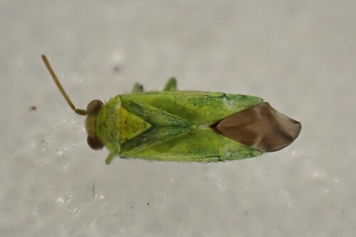 Tuponia hippophaes