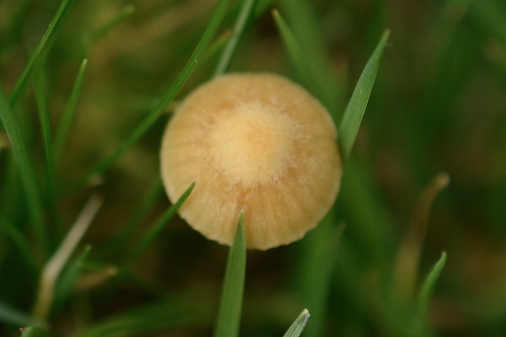 Galerina clavata