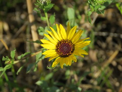 Grindelia pulchella
