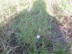 Agalinis communis