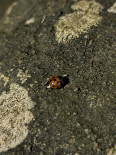Asian Lady Beetle