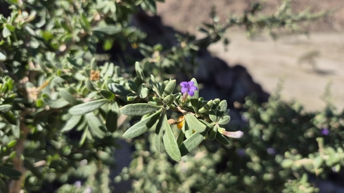 Arabian boxthorn (Lycium shawii)