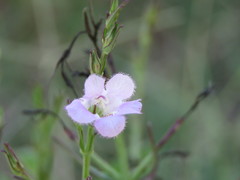 Agalinis communis