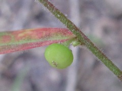Phyllanthus ussuriensis