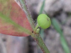 Phyllanthus ussuriensis