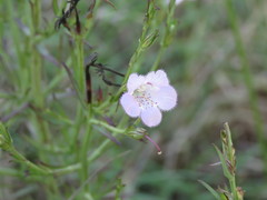 Agalinis communis