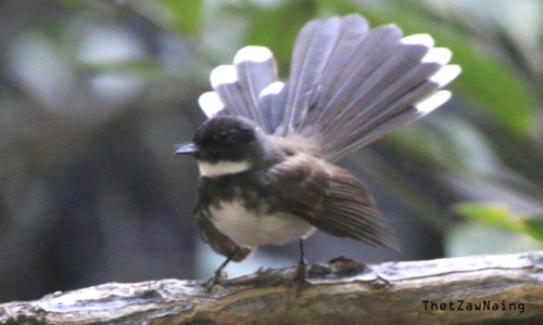 Malaysian Pied-Fantail