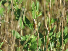 Dichroplus elongatus