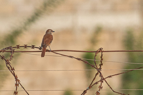 Rufous-tailed Palm-Thrush