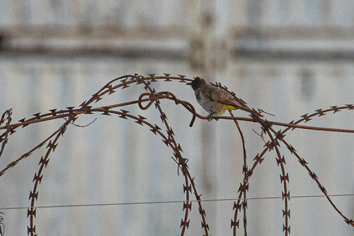 Common Bulbul