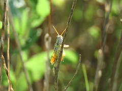 Dichroplus elongatus