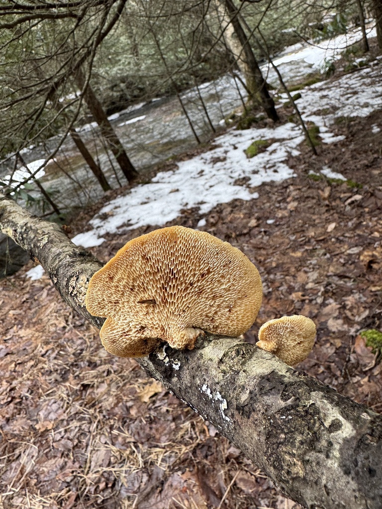Neofavolus americanus · February 2026 · photo: © siphonophoreslinger (iNaturalist, cc-by)