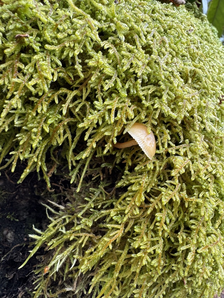 Galerina hypnorum